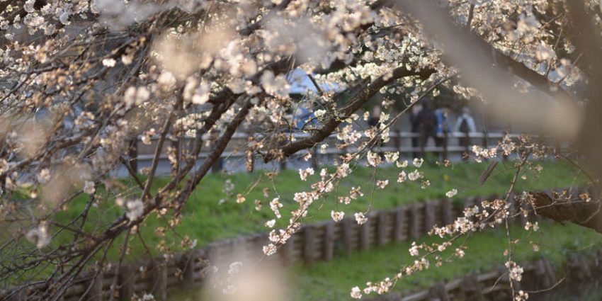 新河岸川の桜の画像